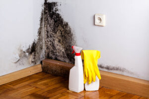 Mold in the Home
