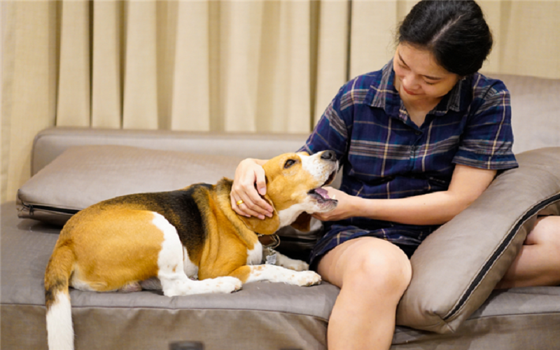The 5 Benefits of Renting a Pet-Friendly Apartment: A Comprehensive Guide