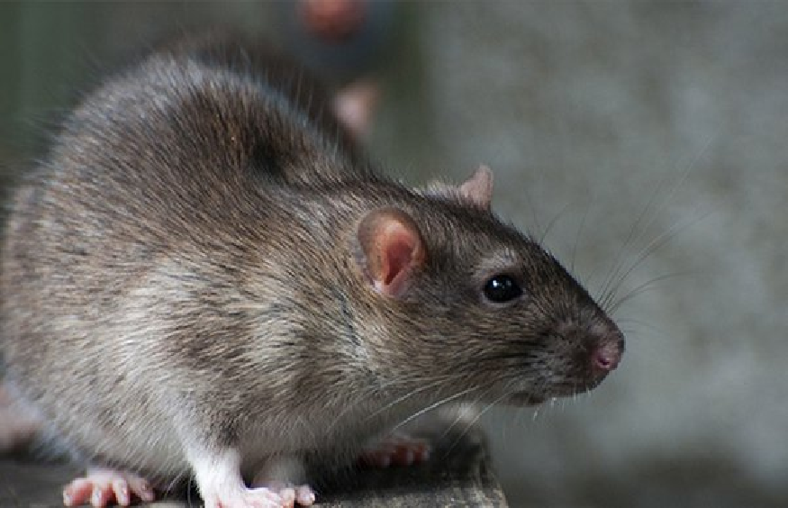 Preventive Measures to Keep Rats Away from Your Brisbane Property