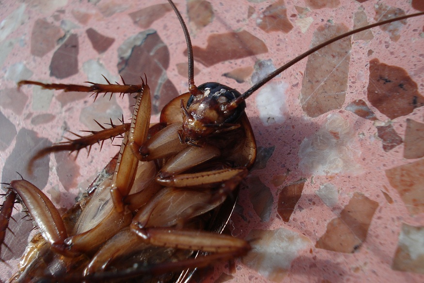 How Can a Cockroach Survive Without Its Head?