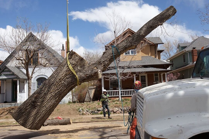 KEY SIGNS A TREE MAY NEED TO BE REMOVED FROM YOUR YARD